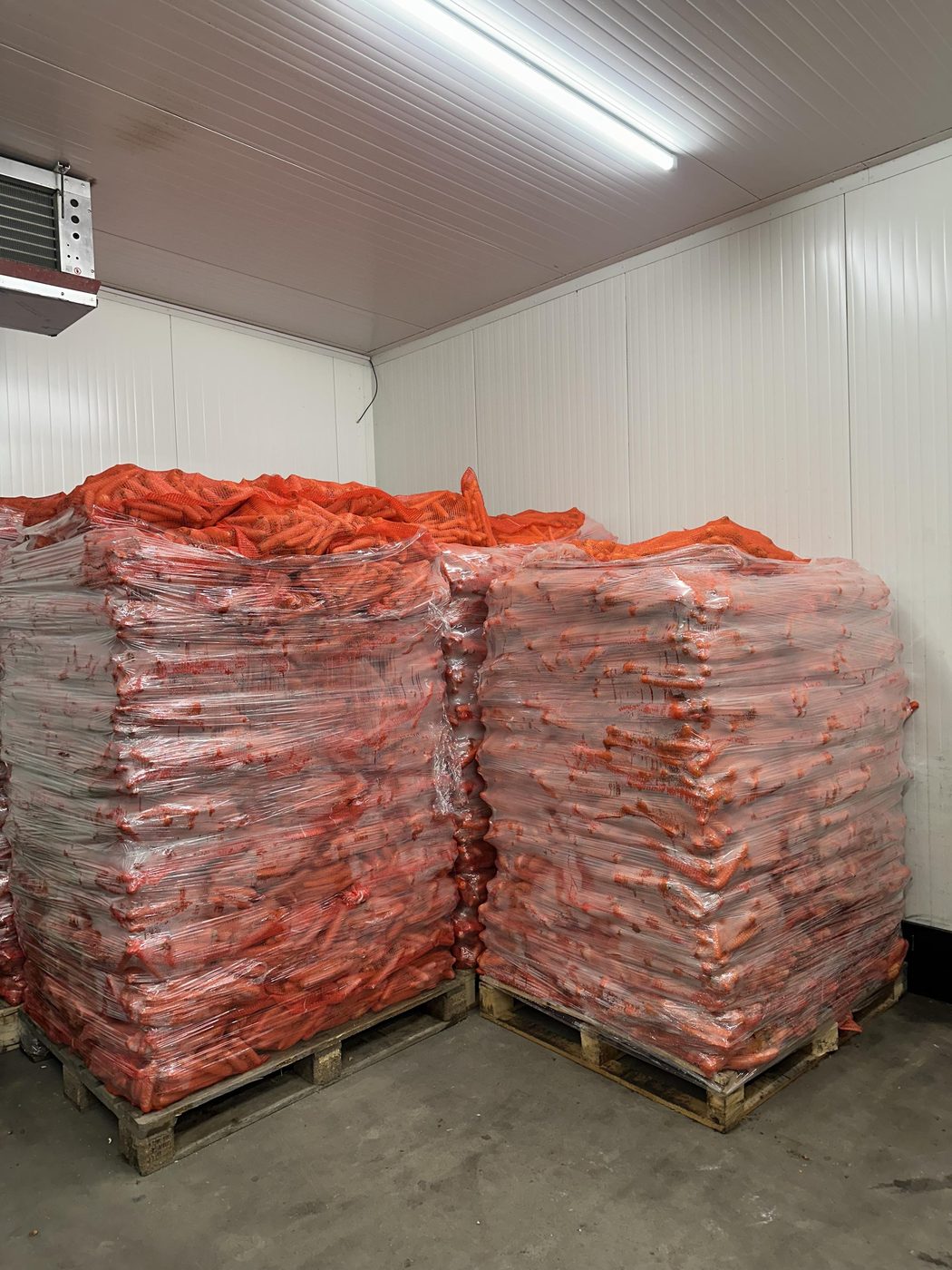 Cebula żółta i ziemniaki w workach siatkowych w chłodni hurtowni Korzeń-Pol