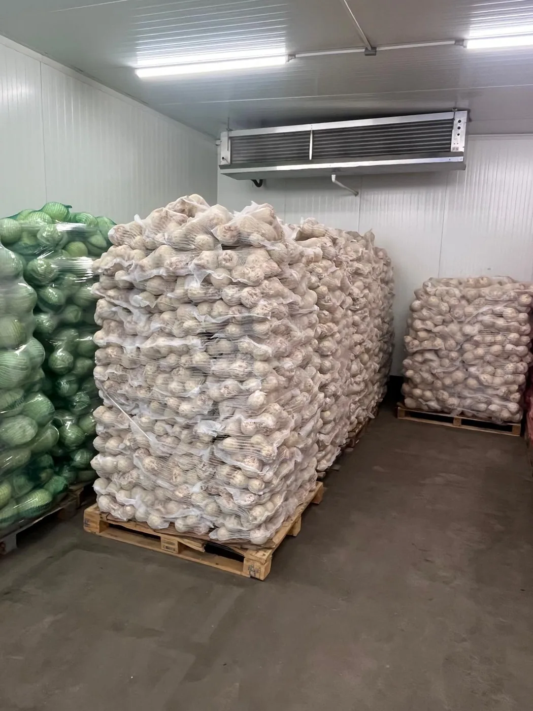 Paleta czosnku i kapusta pekińska w zielonych workach siatkowych w chłodni Korzeń-Pol