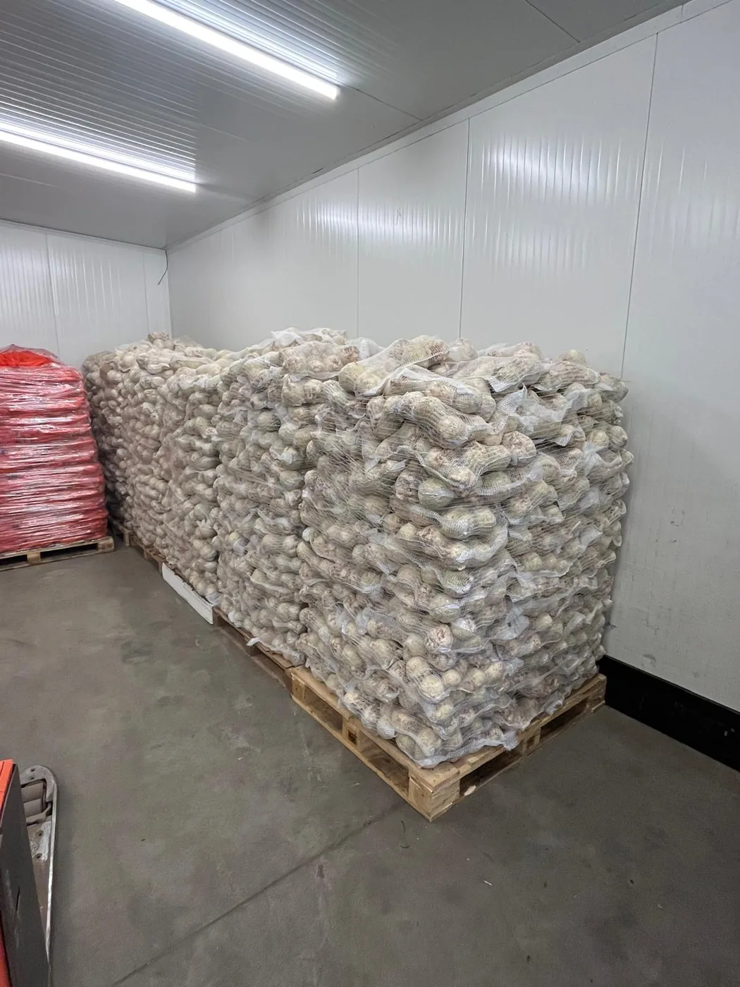 Paleta czosnku w workach siatkowych pod świetlówkami w chłodni Korzeń-Pol