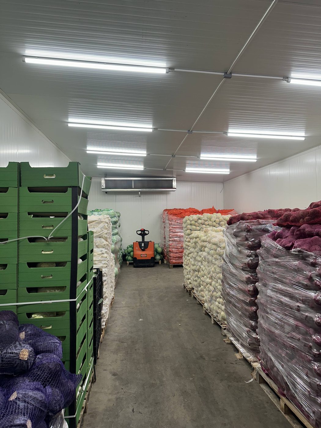 Kapusta biała w workach siatkowych ułożona na paletach – hurtownia Korzeń-Pol