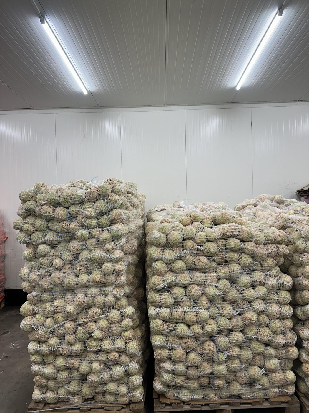 Palety marchwi w workach siatkowych zafoliowane folią stretch w chłodni Korzeń-Pol