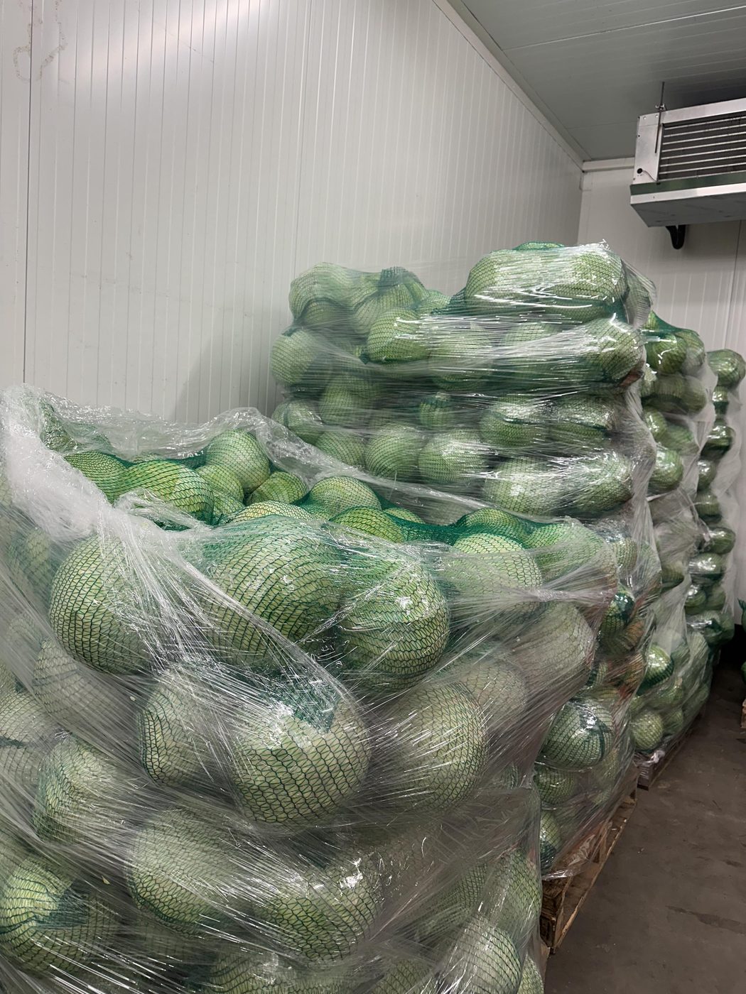 Wnętrze chłodni Korzeń-Pol z paletami marchwi, kapusty, cebuli i buraków