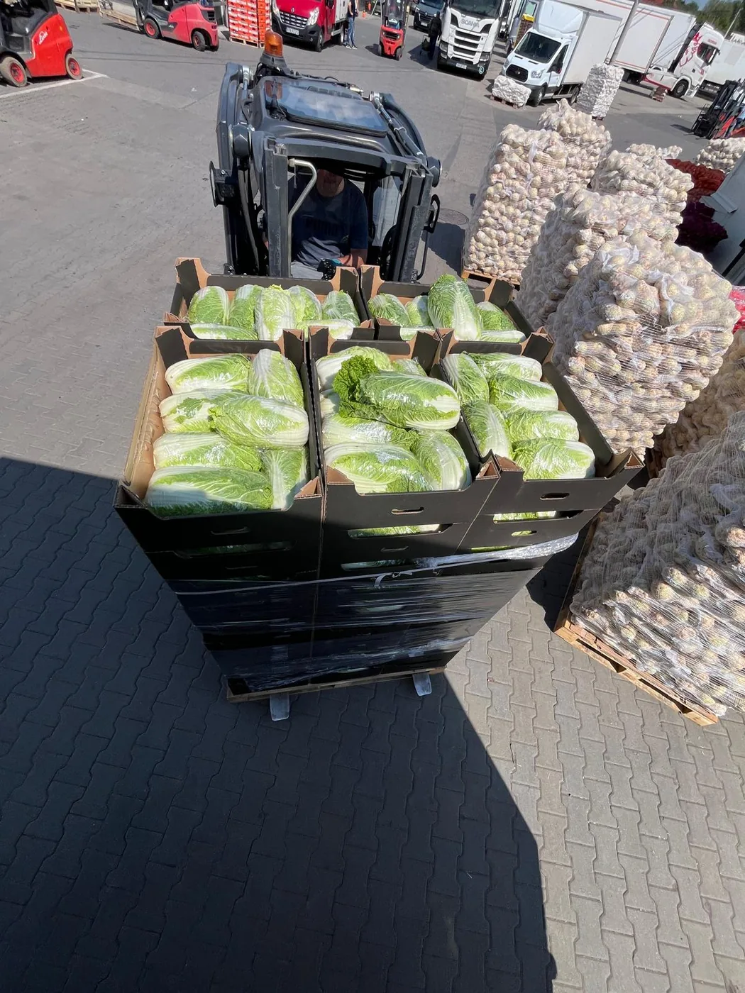 Wózek widłowy z kartonami kapusty pekińskiej na placu targowym Rybitwy